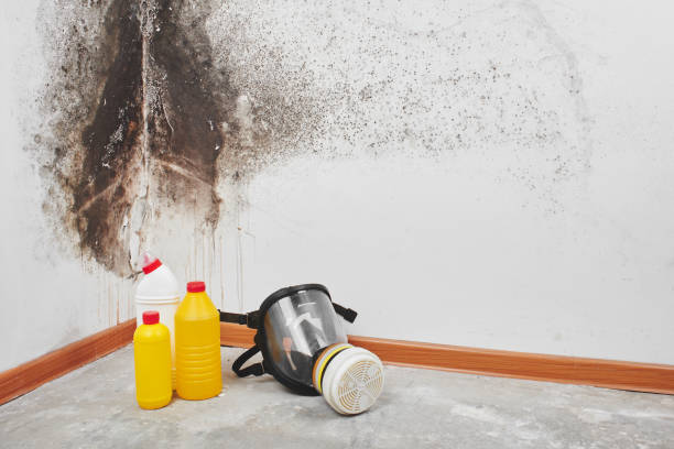 Best Local Mold Removal Service  in Stuart, VA