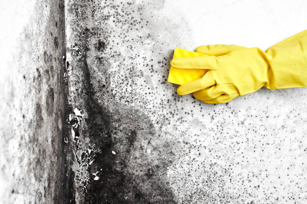 Best Toxic Mold Removal  in Stuart, VA
