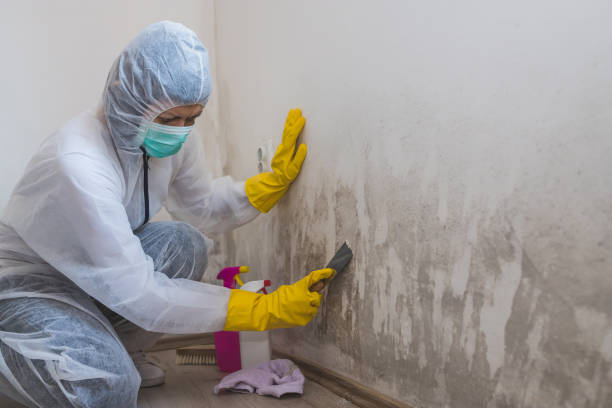 Best Commercial Mold Removal  in Stuart, VA