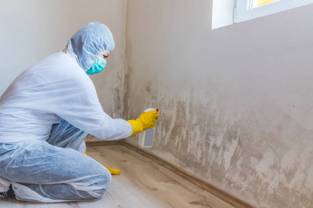 Best Mold Removal and Inspection  in Stuart, VA
