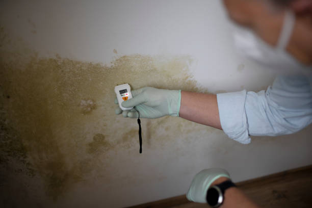 Professional Mold Removal in Stuart, VA