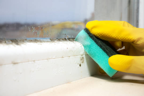 Best Local Mold Removal Service  in Stuart, VA