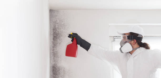 Best Local Mold Removal Service  in Stuart, VA