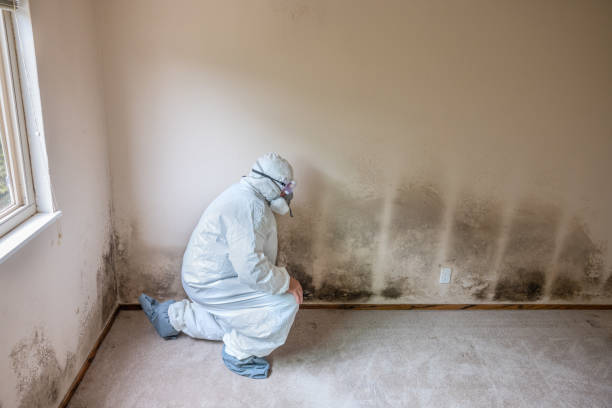 Best Professional Mold Removal  in Stuart, VA