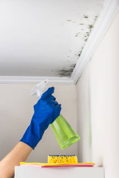Best Mold Removal Company Near Me  in Stuart, VA